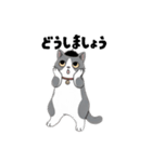 はちわれちゃんの1年間（個別スタンプ：10）