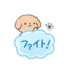 トイプードル「アプリコット」吹き出し（個別スタンプ：23）