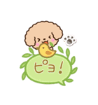 トイプードル「アプリコット」吹き出し（個別スタンプ：26）