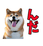 秋田弁☆柴犬（個別スタンプ：1）