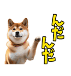 秋田弁☆柴犬（個別スタンプ：2）