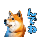 秋田弁☆柴犬（個別スタンプ：3）