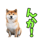 秋田弁☆柴犬（個別スタンプ：4）
