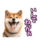 秋田弁☆柴犬（個別スタンプ：5）
