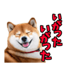 秋田弁☆柴犬（個別スタンプ：6）