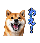 秋田弁☆柴犬（個別スタンプ：7）