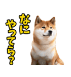 秋田弁☆柴犬（個別スタンプ：8）