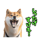 秋田弁☆柴犬（個別スタンプ：9）