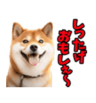 秋田弁☆柴犬（個別スタンプ：11）