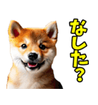 秋田弁☆柴犬（個別スタンプ：13）