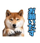 秋田弁☆柴犬（個別スタンプ：14）
