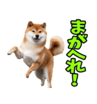 秋田弁☆柴犬（個別スタンプ：15）