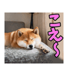 秋田弁☆柴犬（個別スタンプ：16）