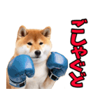 秋田弁☆柴犬（個別スタンプ：17）