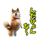 秋田弁☆柴犬（個別スタンプ：18）