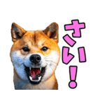 秋田弁☆柴犬（個別スタンプ：19）