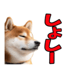 秋田弁☆柴犬（個別スタンプ：20）