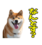 秋田弁☆柴犬（個別スタンプ：21）