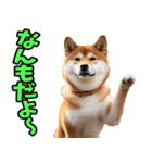 秋田弁☆柴犬（個別スタンプ：23）