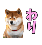 秋田弁☆柴犬（個別スタンプ：24）