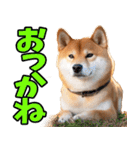 秋田弁☆柴犬（個別スタンプ：26）