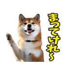 秋田弁☆柴犬（個別スタンプ：28）