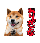 秋田弁☆柴犬（個別スタンプ：29）