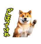 秋田弁☆柴犬（個別スタンプ：30）