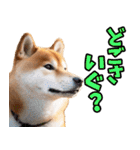 秋田弁☆柴犬（個別スタンプ：32）