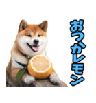 秋田弁☆柴犬（個別スタンプ：34）