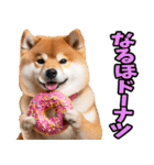 秋田弁☆柴犬（個別スタンプ：36）