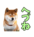 秋田弁☆柴犬（個別スタンプ：37）
