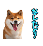 秋田弁☆柴犬（個別スタンプ：38）