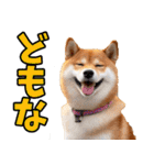 秋田弁☆柴犬（個別スタンプ：39）