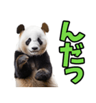 山形弁☆パンダ（個別スタンプ：2）