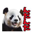 山形弁☆パンダ（個別スタンプ：3）