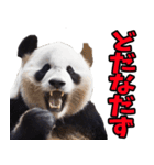 山形弁☆パンダ（個別スタンプ：5）