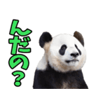 山形弁☆パンダ（個別スタンプ：7）