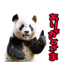 山形弁☆パンダ（個別スタンプ：8）