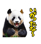 山形弁☆パンダ（個別スタンプ：13）