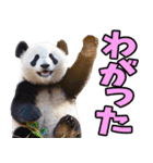 山形弁☆パンダ（個別スタンプ：14）