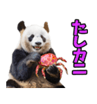 山形弁☆パンダ（個別スタンプ：17）