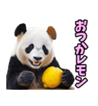 山形弁☆パンダ（個別スタンプ：20）