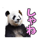 山形弁☆パンダ（個別スタンプ：22）