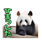 山形弁☆パンダ（個別スタンプ：23）