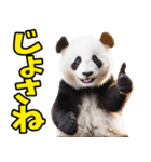山形弁☆パンダ（個別スタンプ：24）