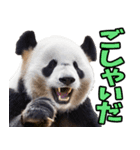山形弁☆パンダ（個別スタンプ：25）