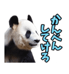 山形弁☆パンダ（個別スタンプ：26）
