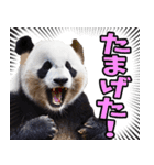 山形弁☆パンダ（個別スタンプ：27）