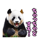 山形弁☆パンダ（個別スタンプ：29）